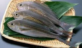 新闻爆料海鱼视频大全下载,海鱼视频大全免费下载，畅享海洋生物盛宴